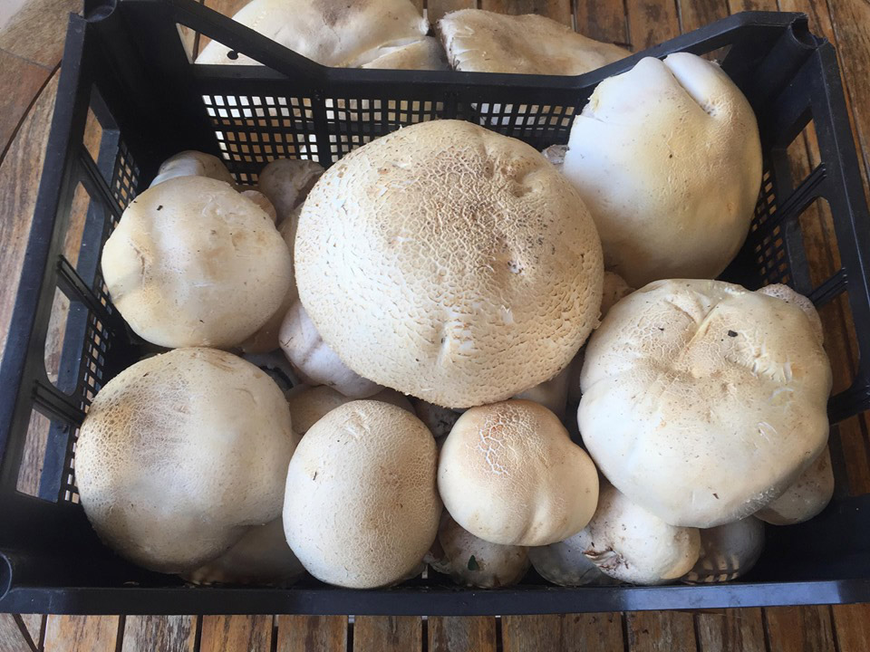 agaricus 06