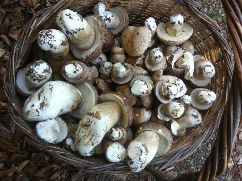boletus 01