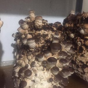 imgi_18_shitake_01