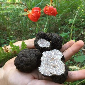 imgi_24_tuber_melanosporum_01