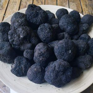 imgi_25_tuber_uncinatum_02