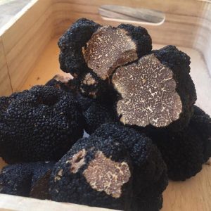 imgi_26_tuber_mesentericum_03