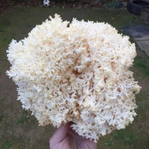 imgi_27_hericium_01