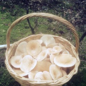 imgi_27_leucopaxillus_01
