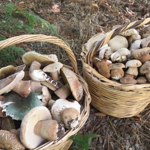 imgi_27_russula_01