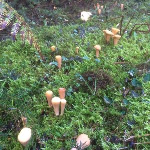 imgi_28_clavariadelphus_02