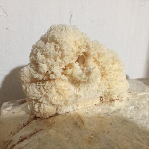 imgi_28_hericium_02