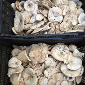 imgi_28_leucopaxillus_02