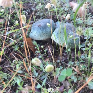 imgi_28_russula_02