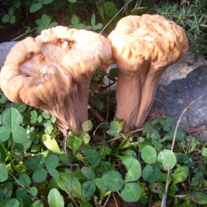 imgi_29_clavariadelphus_03