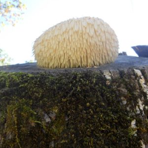 imgi_29_hericium_03