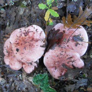 imgi_29_russula_03