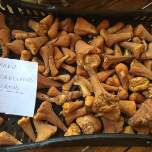 imgi_30_clavariadelphus_04