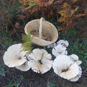 imgi_30_leucopaxillus_04