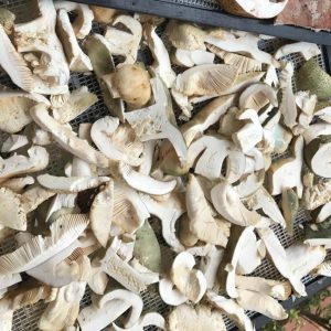 imgi_30_russula_04