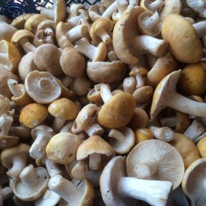 imgi_33_Calocybe_gambosa_01