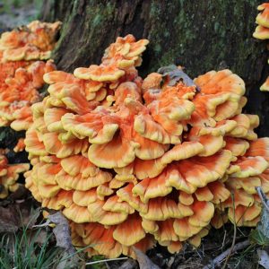 imgi_33_Laetiporus_01