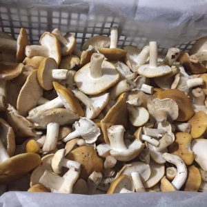 imgi_34_Calocybe_gambosa_02