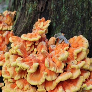 imgi_34_Laetiporus_02