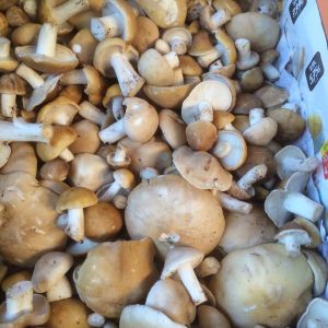 imgi_35_Calocybe_gambosa_03