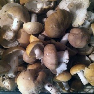 imgi_36_Calocybe_gambosa_04