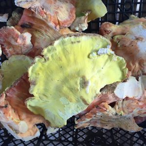 imgi_36_Laetiporus_04