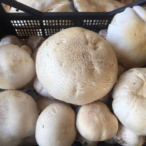 imgi_36_agaricus_01