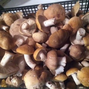 imgi_37_Calocybe_gambosa_05