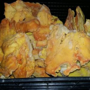 imgi_37_Laetiporus_05