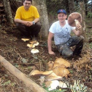 imgi_37_agaricus_02