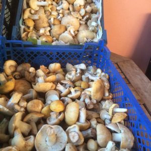 imgi_38_Calocybe_gambosa_06