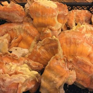 imgi_38_Laetiporus_06