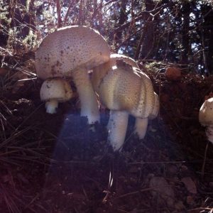 imgi_38_agaricus_03