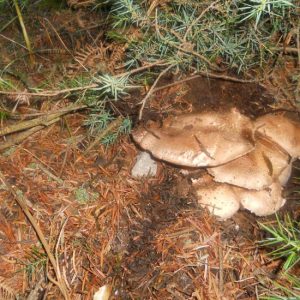 imgi_39_agaricus_04