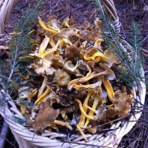 imgi_39_craterellus_01