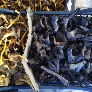 imgi_39_craterellus_cornucopioides_01