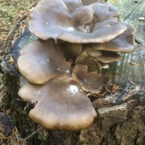 imgi_39_pleurotus_01