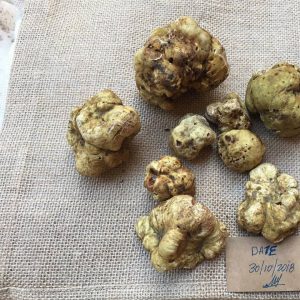 imgi_39_tuber_magnatum_02