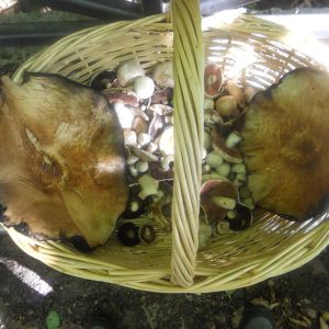 imgi_40_agaricus_05