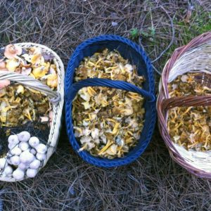 imgi_40_craterellus_02