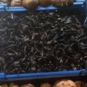 imgi_40_craterellus_cornucopioides_02