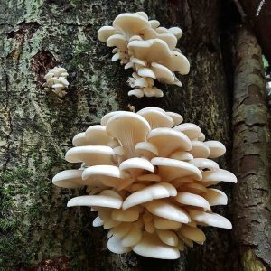 imgi_40_pleurotus_02