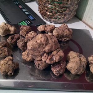 imgi_40_tuber_magnatum_03
