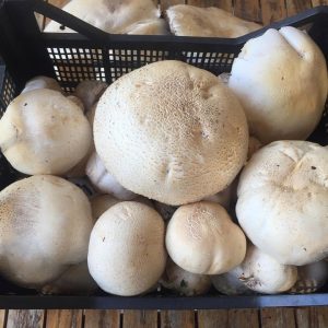 imgi_41_agaricus_06