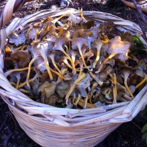imgi_41_craterellus_03