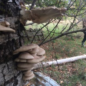 imgi_41_pleurotus_03