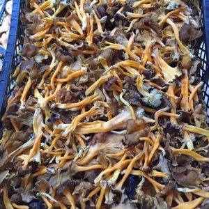 imgi_42_craterellus_04