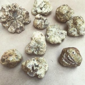 imgi_42_tuber_magnatum_05