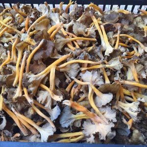 imgi_43_craterellus_05