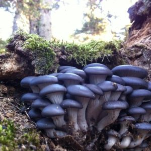 imgi_43_pleurotus_05